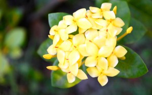 Si Kuning. Apa namanya ya?