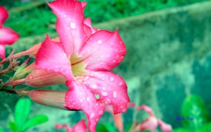 Bunga dan hujan.....