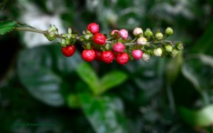 Masih mencoba 'Macro'