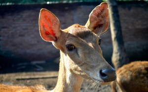 Kijang... Kijang... Maju......