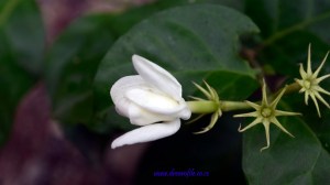 Foto yang cantik dan indah. Bagaimana caranya?