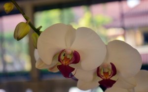 Anggrek di Hotel Grandlegi
